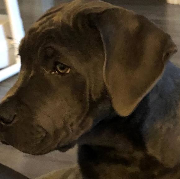 Meet your Posher, Josh - Picture 1 of 1